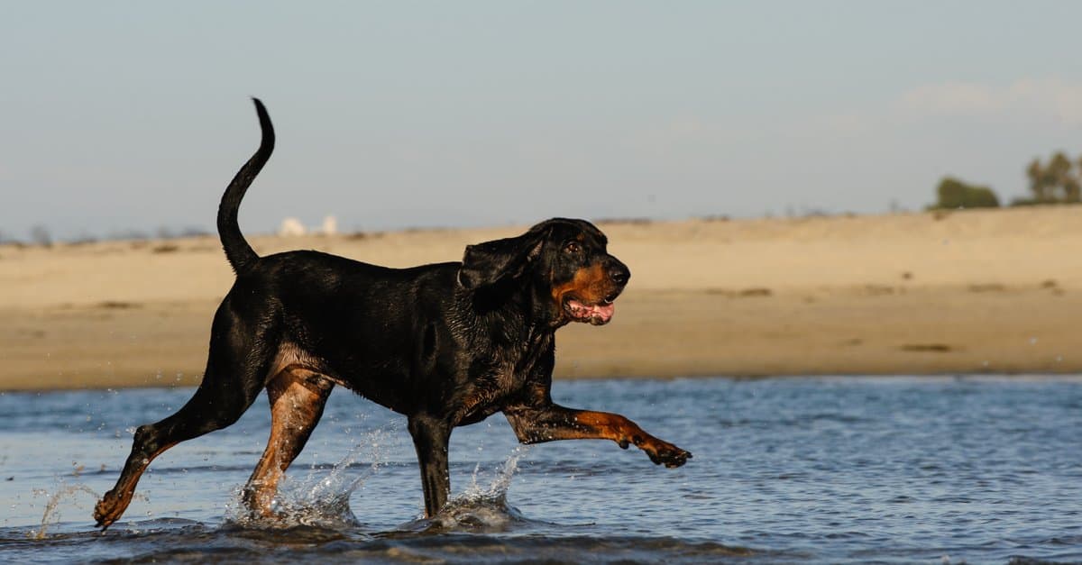 Coonhound nero e marrone chiaro - passeggiando sulla spiaggia
