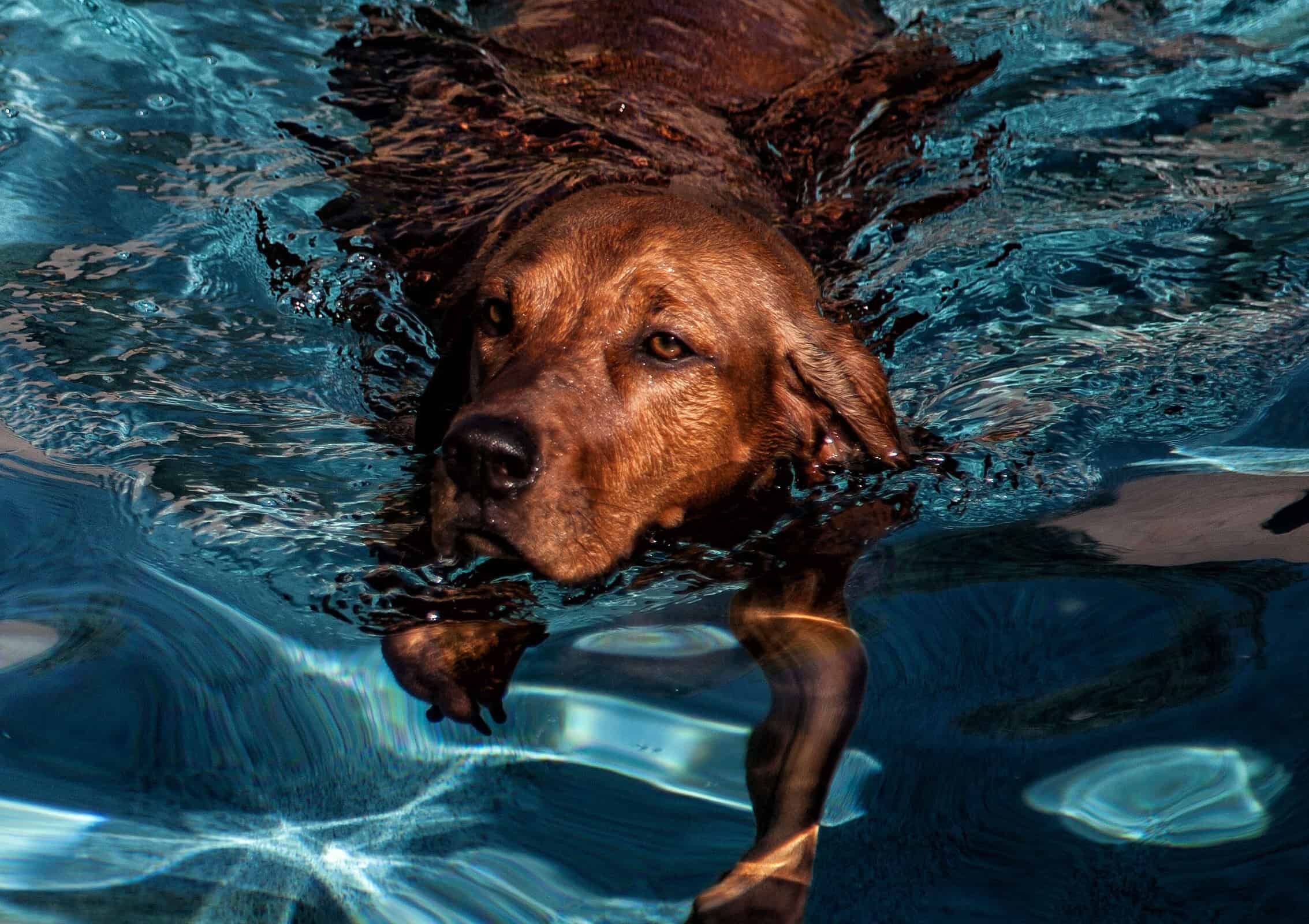 Nuoto del cane Redbone Coonhound.