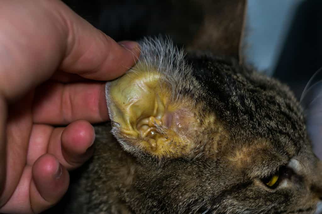 gatto adulto con insufficienza epatica, pelle itterica e disidratazione