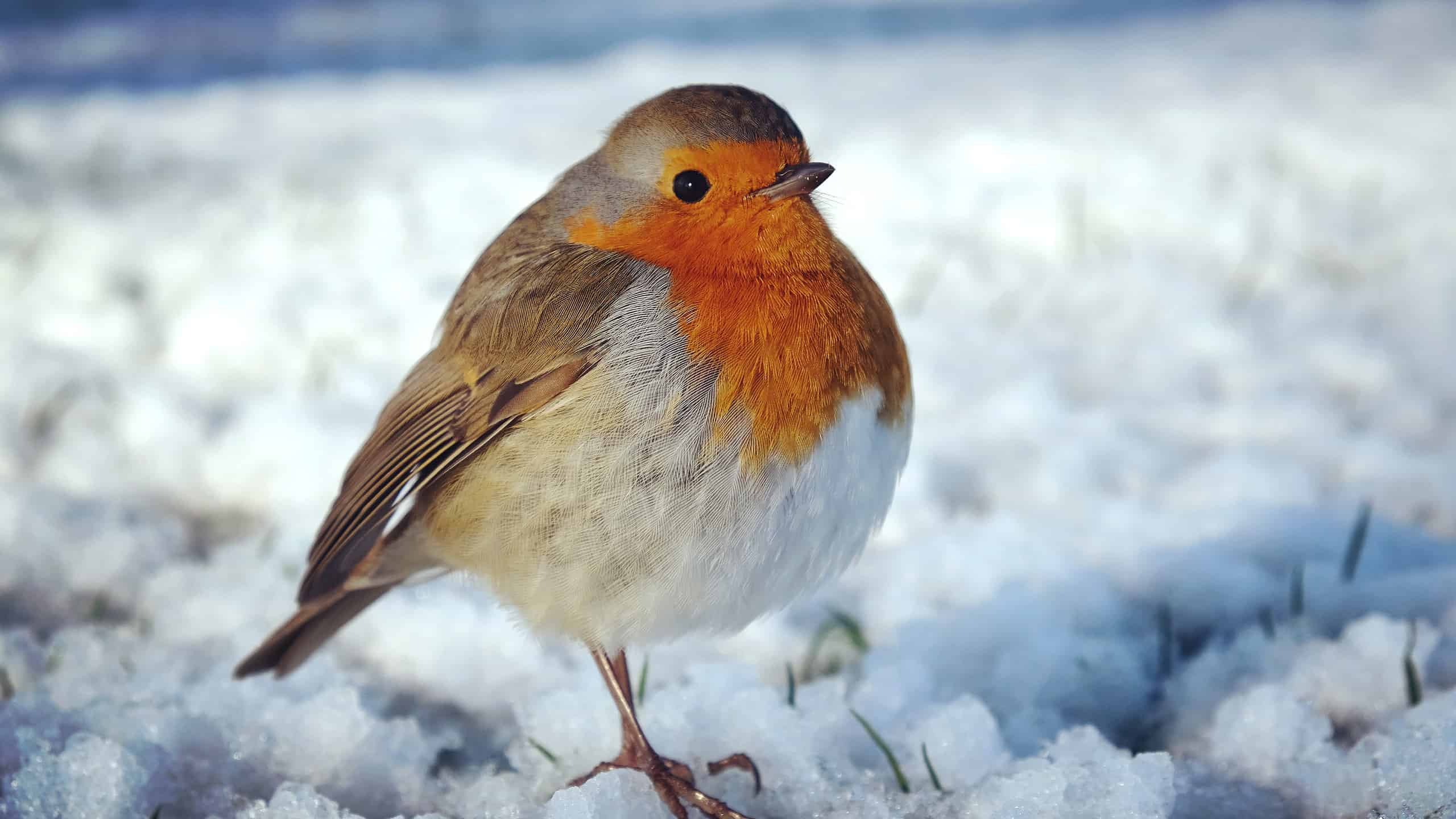 Il pettirosso europeo (Erithacus rubecula) si gonfia per scaldarsi nella neve.  L'uccello ha il ventre bianco, il collo/petto color pesca/rosato e il dorso color talpa.  L'uccello ha la piuma gonfia per tenersi al caldo nella neve in cui è raffigurato. L'uccello sembra molto rotondo.