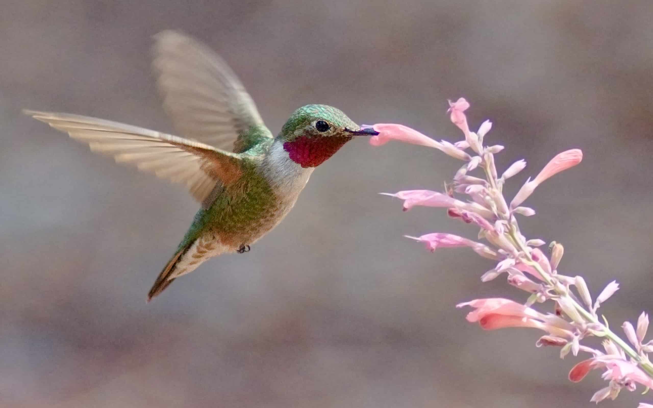 Colibrì dalla coda larga