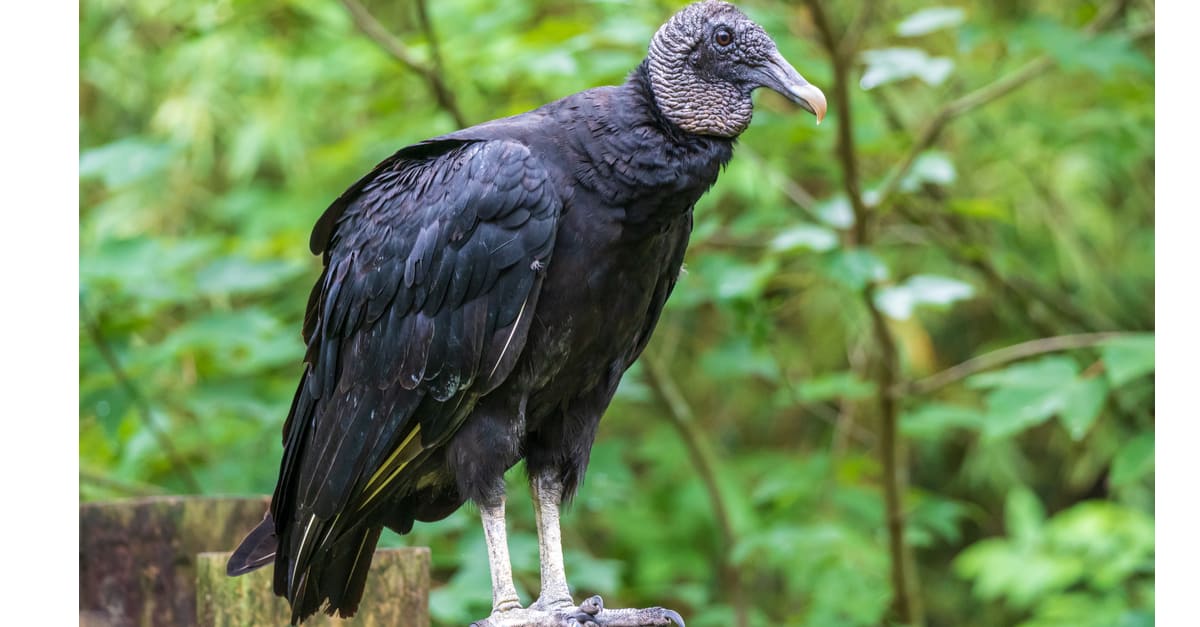 Avvoltoio nero vs Avvoltoio tacchino - avvoltoio nero