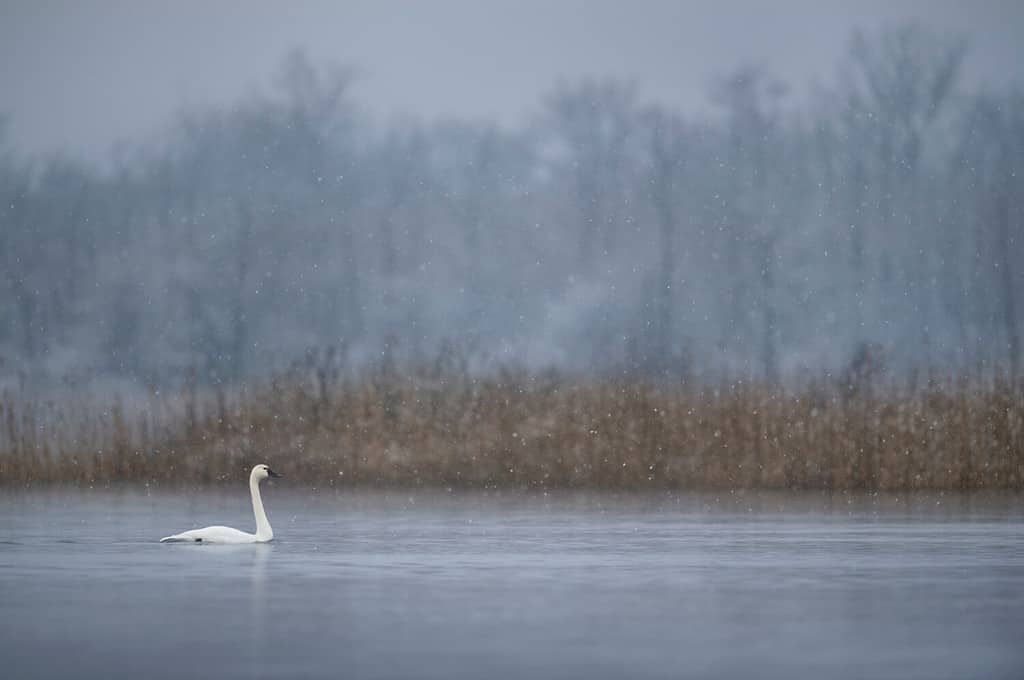 Un cigno della tundra nuota sull'acqua calma in una leggera neve che cade in una fredda mattina d'inverno.