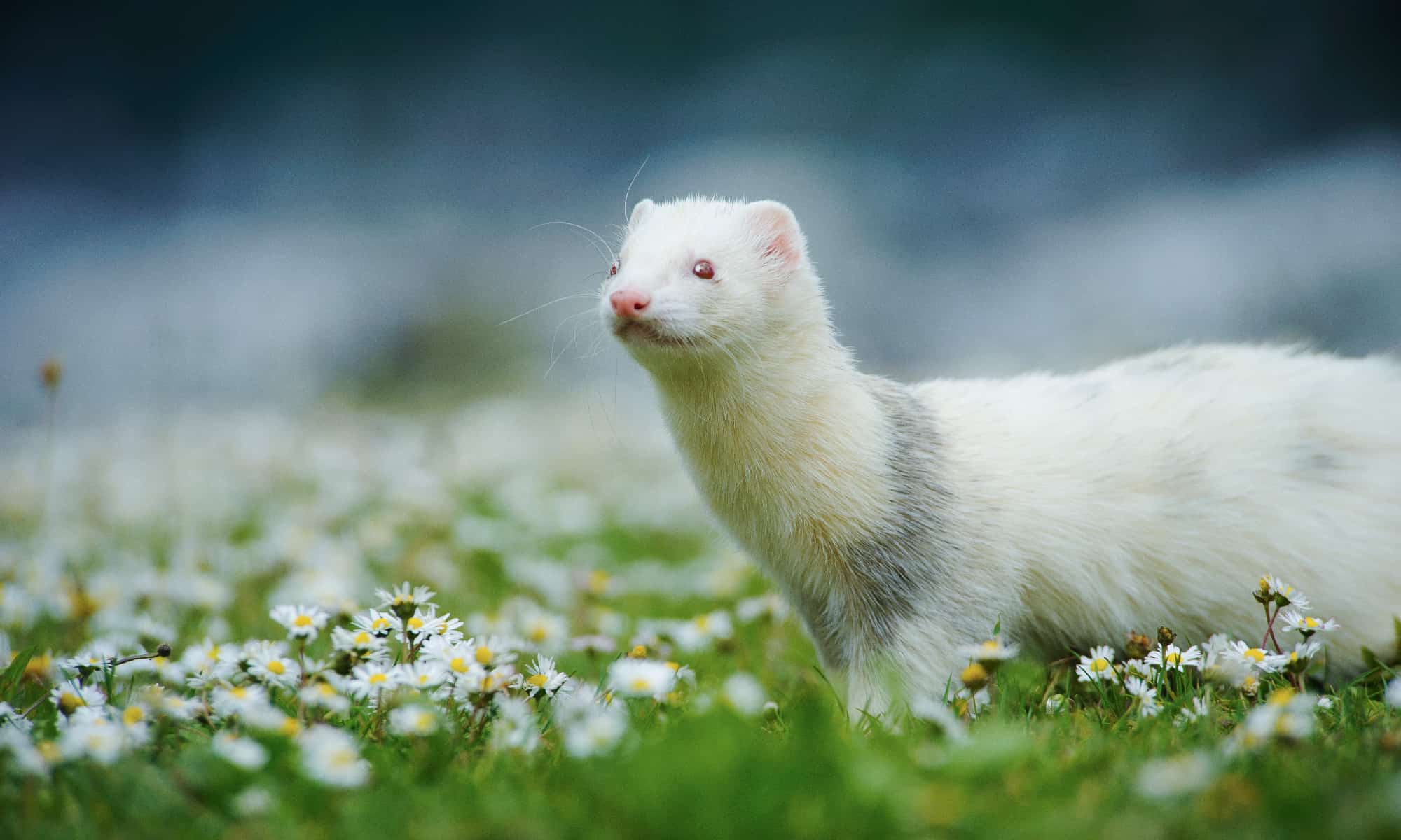 Furetto albino bianco