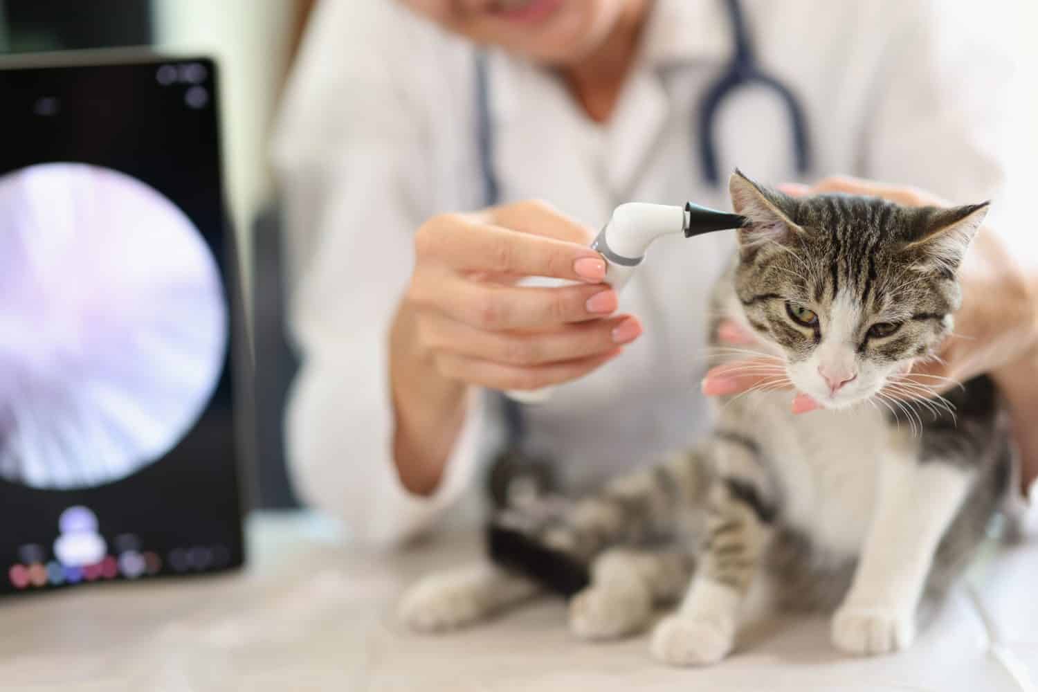 Esame dell'orecchio di gatto in clinica veterinaria utilizzando un otoscopio.  Problemi e dolori alle orecchie negli animali