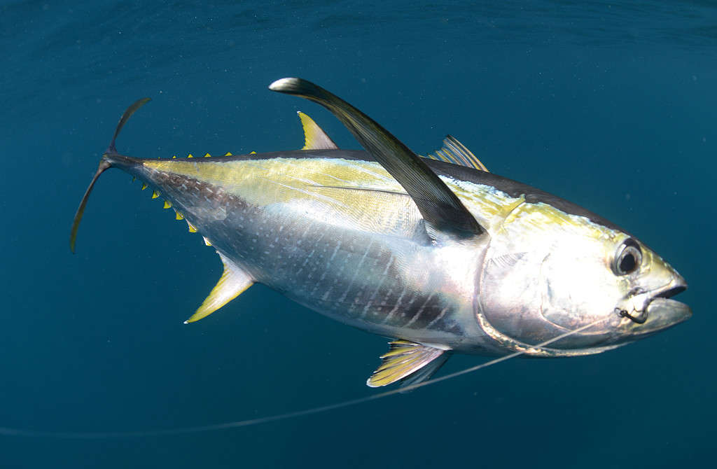 tonno pinna gialla agganciato sott'acqua