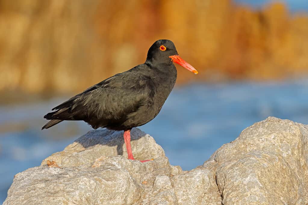 Una rara beccaccia di mare nera africana (Haematopus moquini) su una roccia costiera, Sud Africa