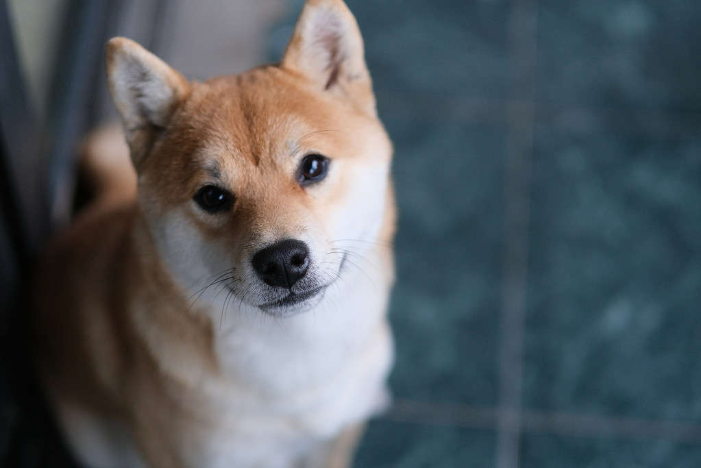 un tranquillo cane Shiba Inu che guarda la macchina fotografica