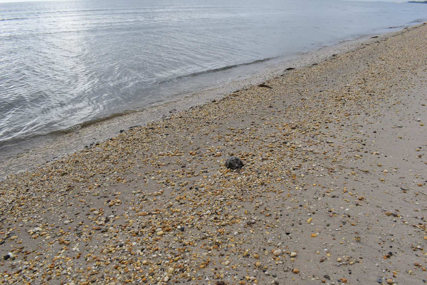 La mattina presto in spiaggia, Slaughter Beach, Delaware, affacciata sull'oceano con un granchio a ferro di cavallo in primo piano