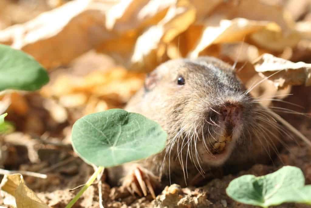 Un Gopher che trascina le foglie nella sua tana.