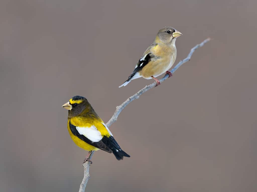 Frosone serale maschile e femminile in inverno, ritratto