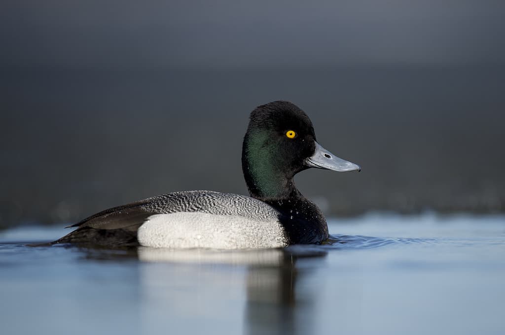 Uno Scaup minore di colore bianco e nero galleggia sull'acqua sotto il sole splendente con il suo occhio giallo brillante in risalto.