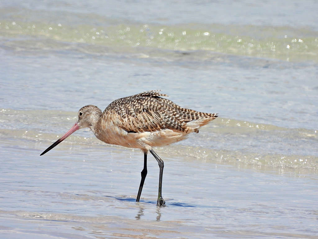 Pittima reale in marmo (Limosa fedoa) foraggiamento nel Golfo del Messico, contea di Pinellas