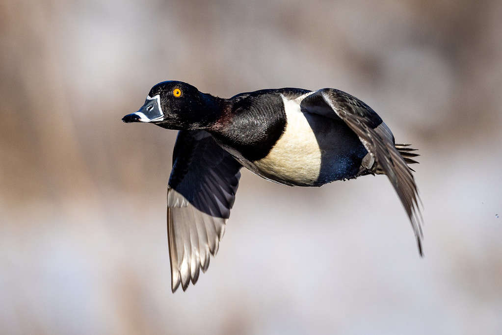 Anatra dal collo ad anello in volo o in decollo