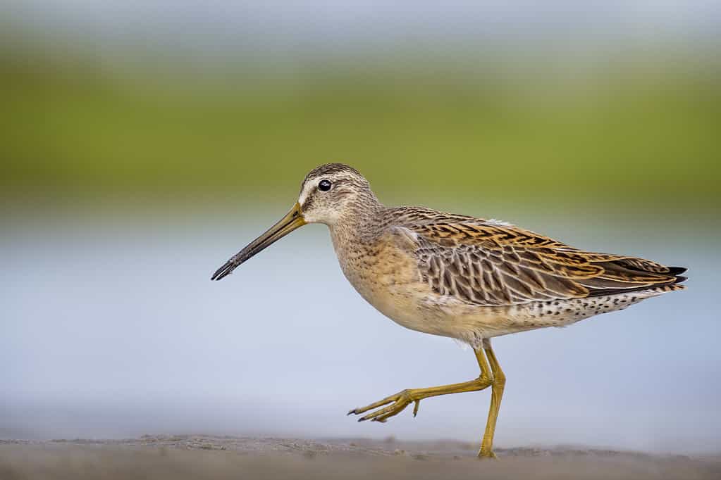 Dowitcher ambulante dal becco corto