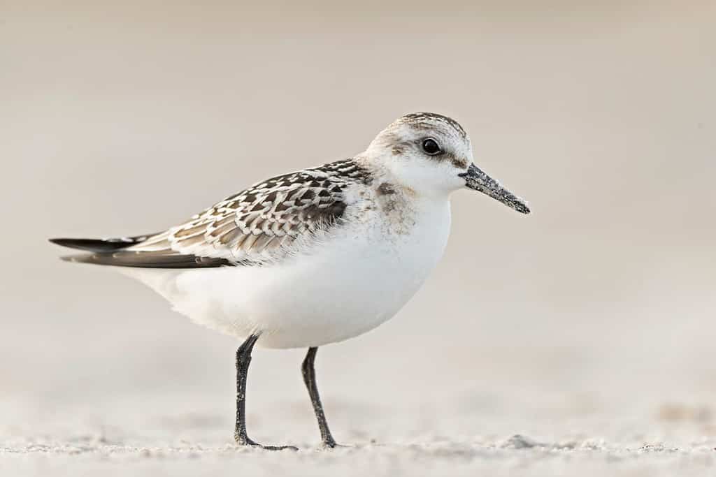 Un sanderling (Calidris alba) che foraggia durante la migrazione autunnale sulla spiaggia.