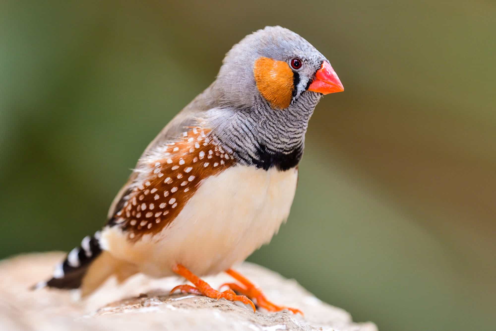 Zebra Finch, primo piano, multicolore, uccello canoro, animale