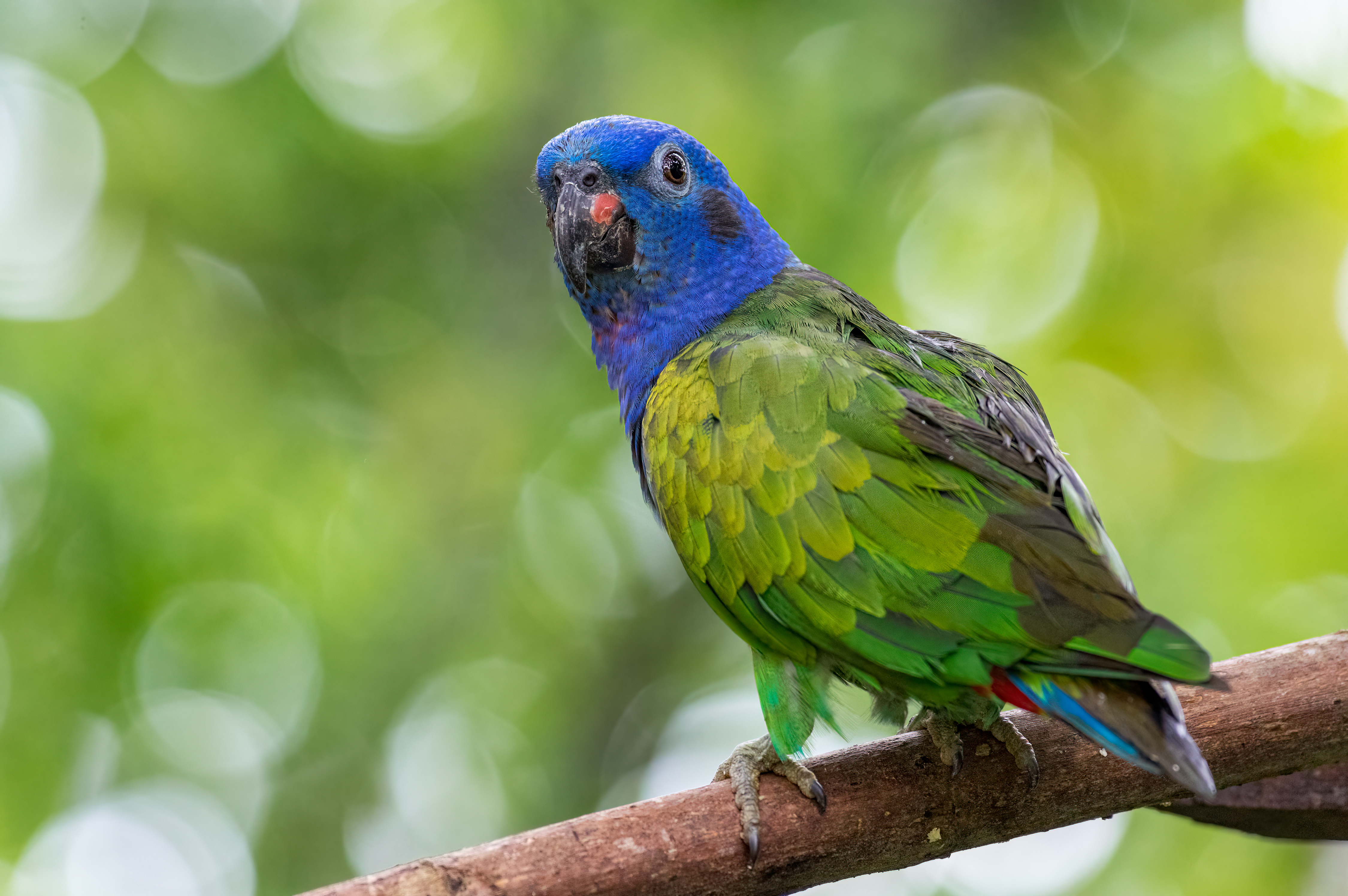 Pappagallo dalla testa blu (Pionus menstruus).  Bellissimo pappagallo appollaiato su un tronco d'albero con uno sfondo sfocato