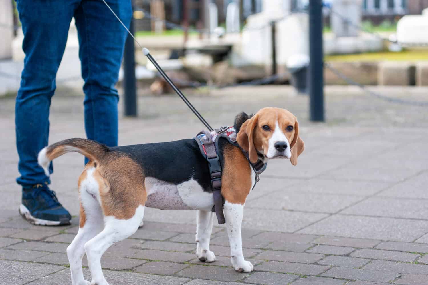 Ritratto del primo piano di un cucciolo di beagle