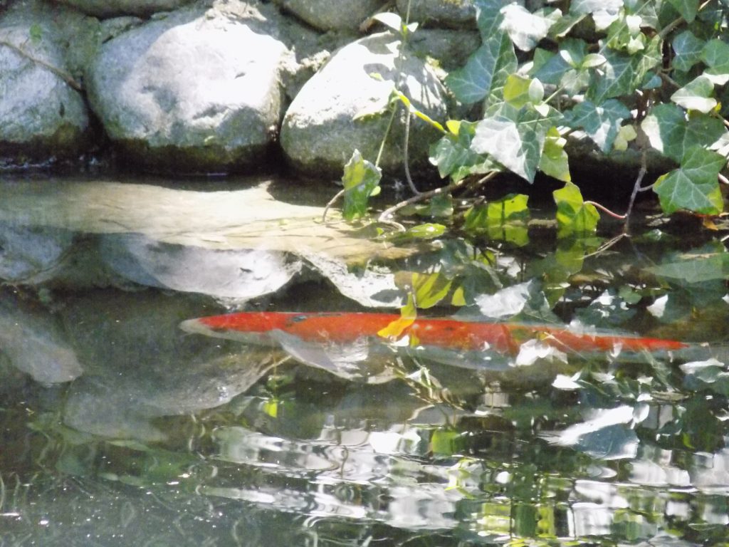 Mantenere piante invernali resistenti negli stagni koi aiuta a mantenere pulita l'acqua dello stagno.