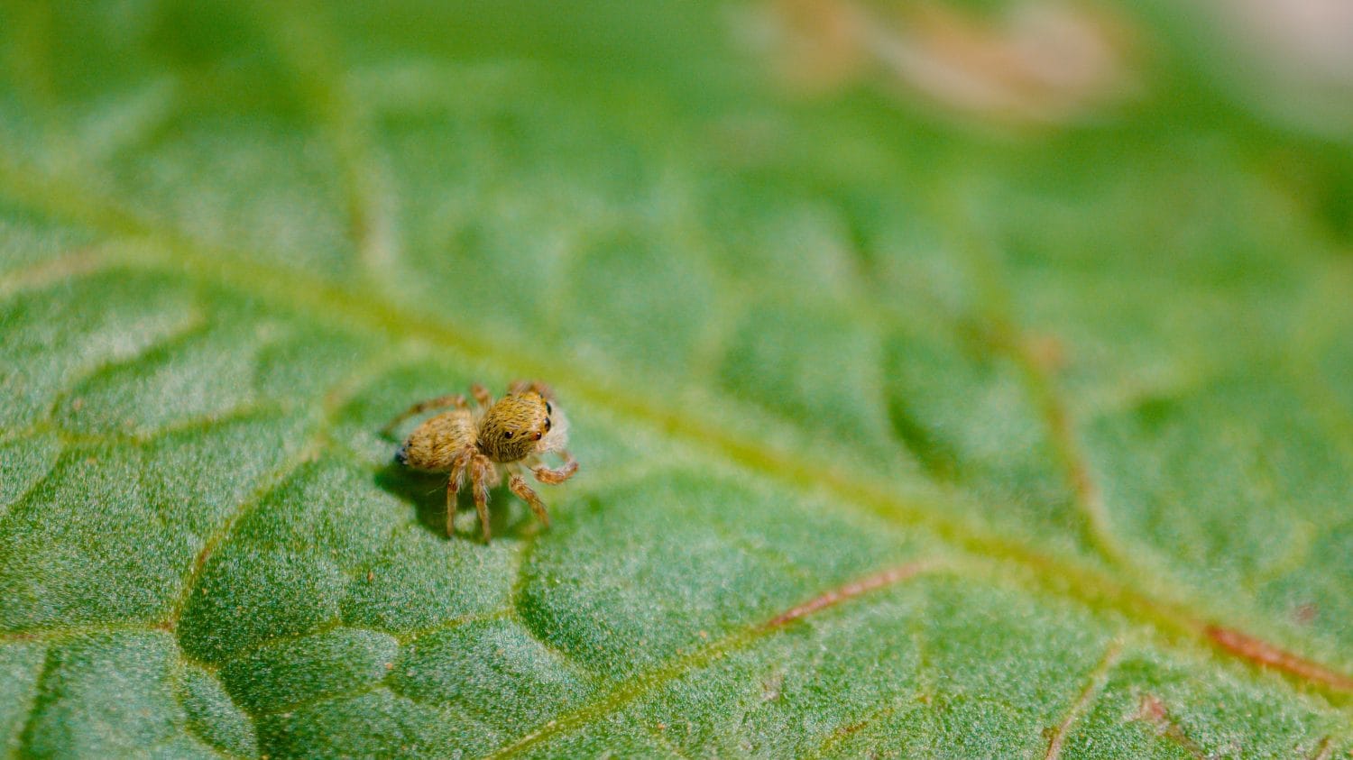 MACRO, DOF: Un piccolo ragno saltatore con le zampe pelose cammina su una grande foglia verde mentre esplora la foresta.  Adorabile scatto di un piccolo ragno con la testa pelosa e grandi occhi neri sopra una grande foglia.