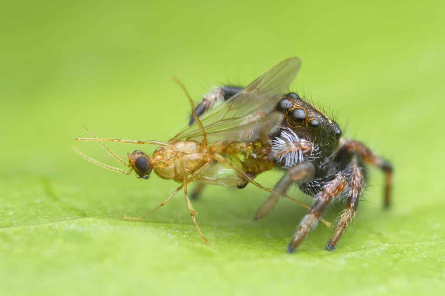 ragno saltatore sveglio del bambino che mangia preda sul fondo verde della foglia in natura