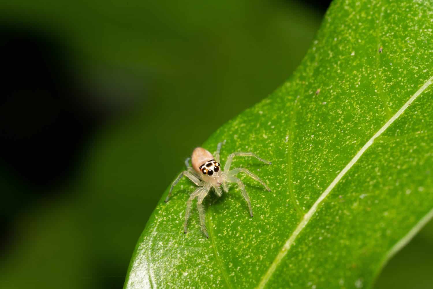 ragno saltatore incolore della vita selvaggia