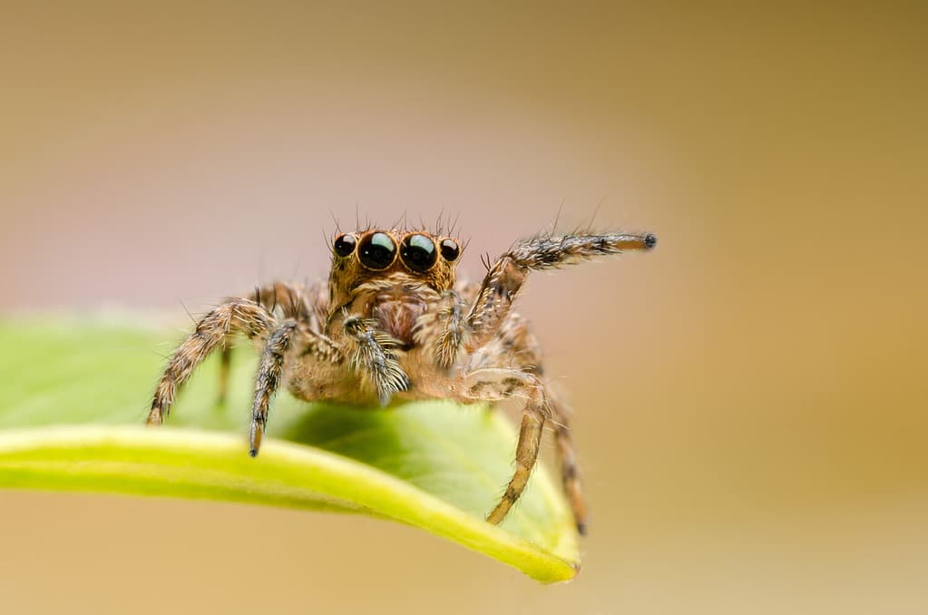 macro primo piano su Hyllus semicupreus Jumping Spider.  Questo ragno è noto per mangiare piccoli insetti come cavallette, mosche, api e altri piccoli ragni.