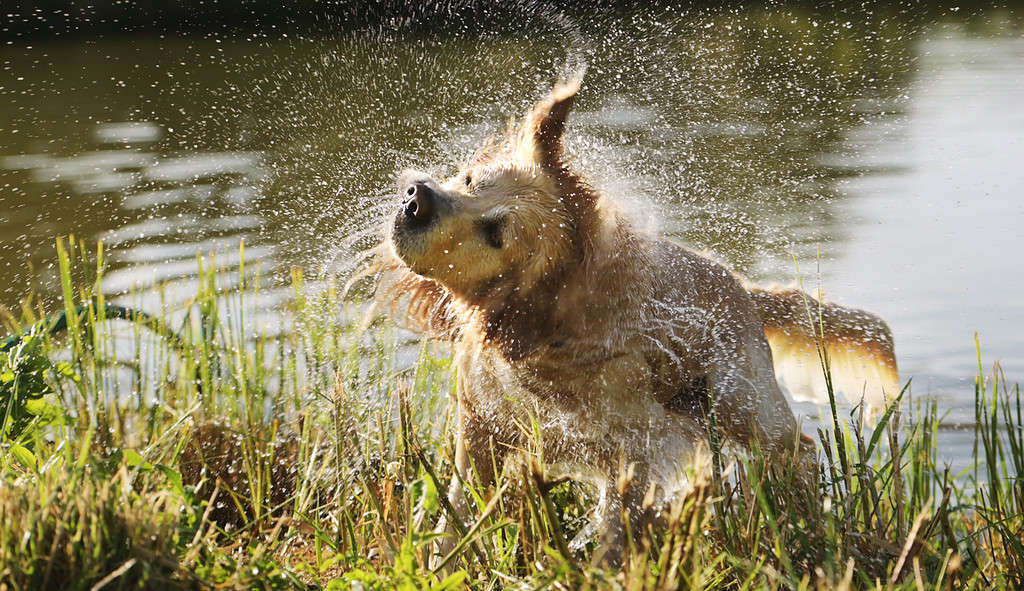 Cane Golden Retriever che nuota nel fiume