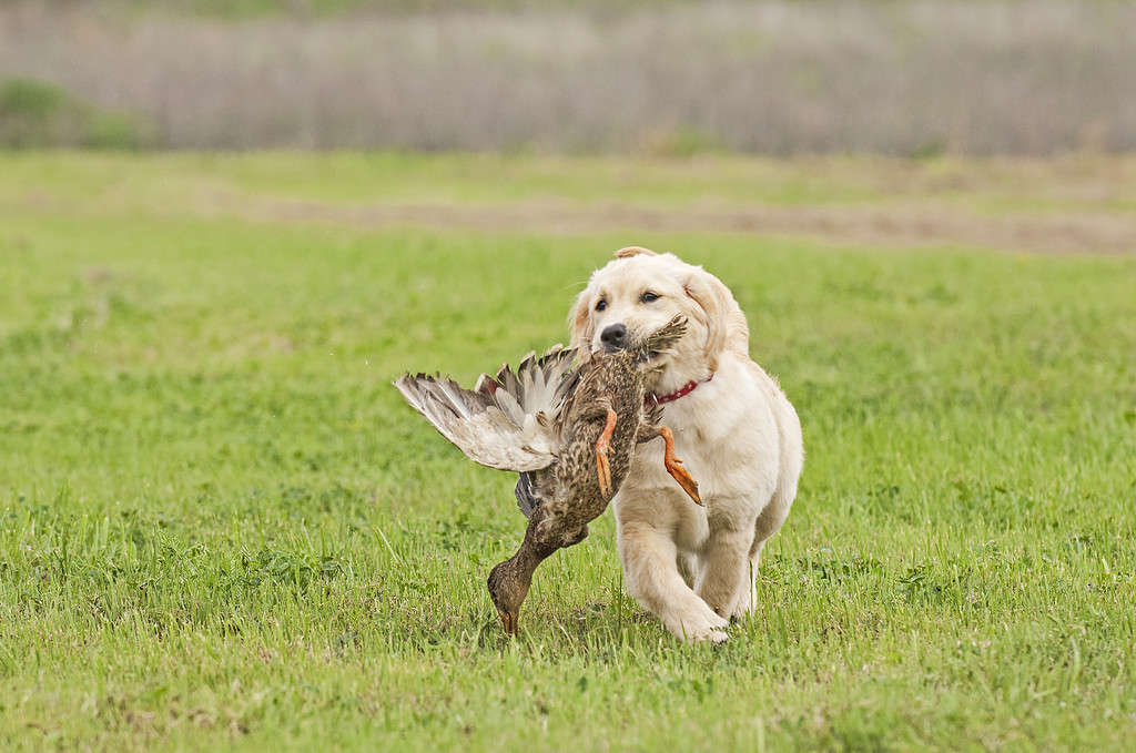 Cucciolo di Golden Retriever in recupero 001