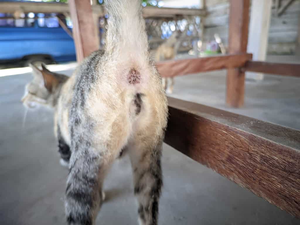 messa a fuoco selettiva sui glutei e sulla vagina delle gatte