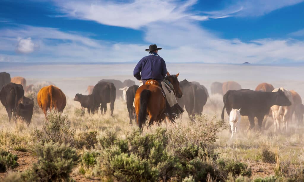 Cowboy che guida il bestiame