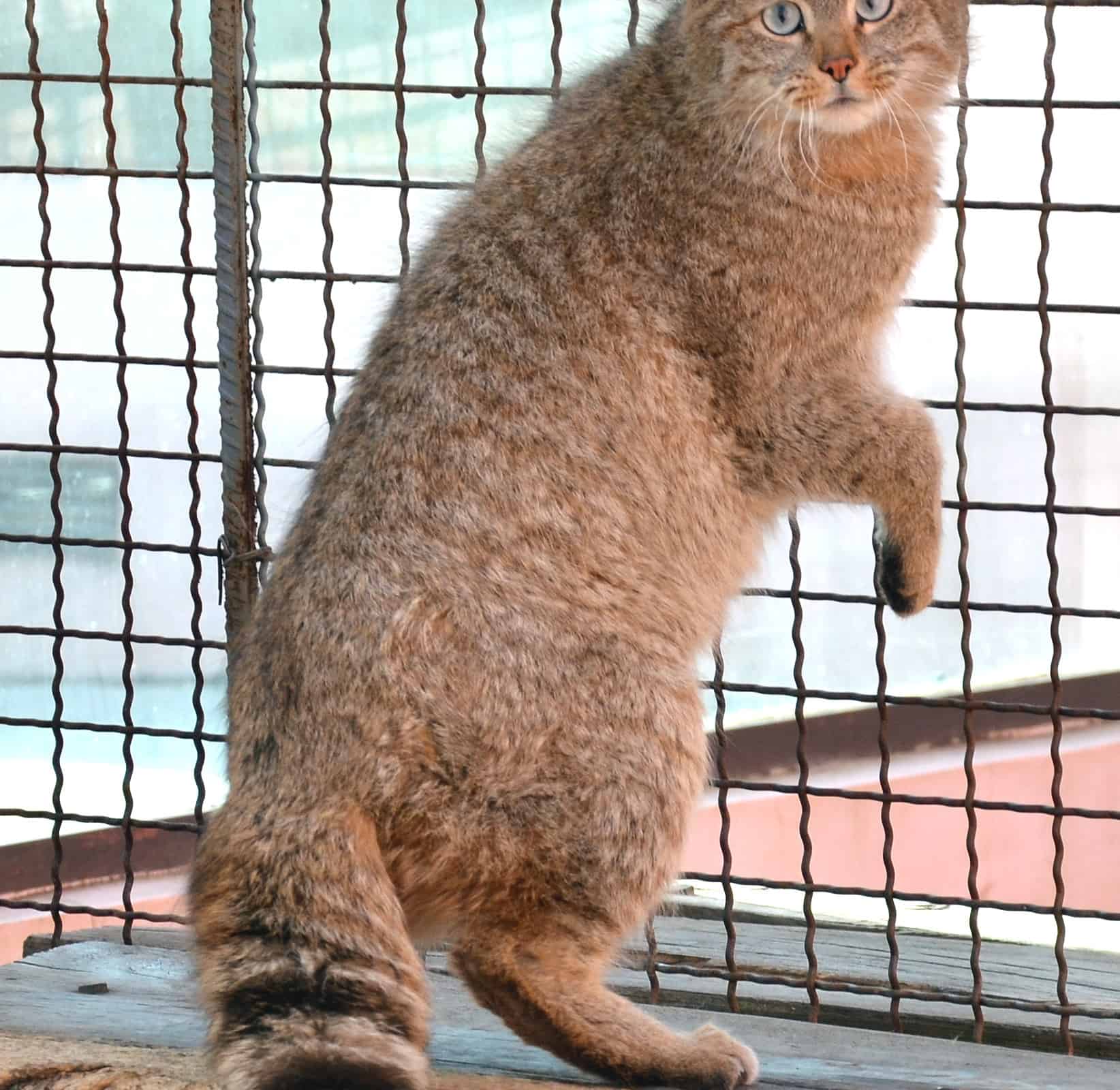 Gatto di montagna cinese