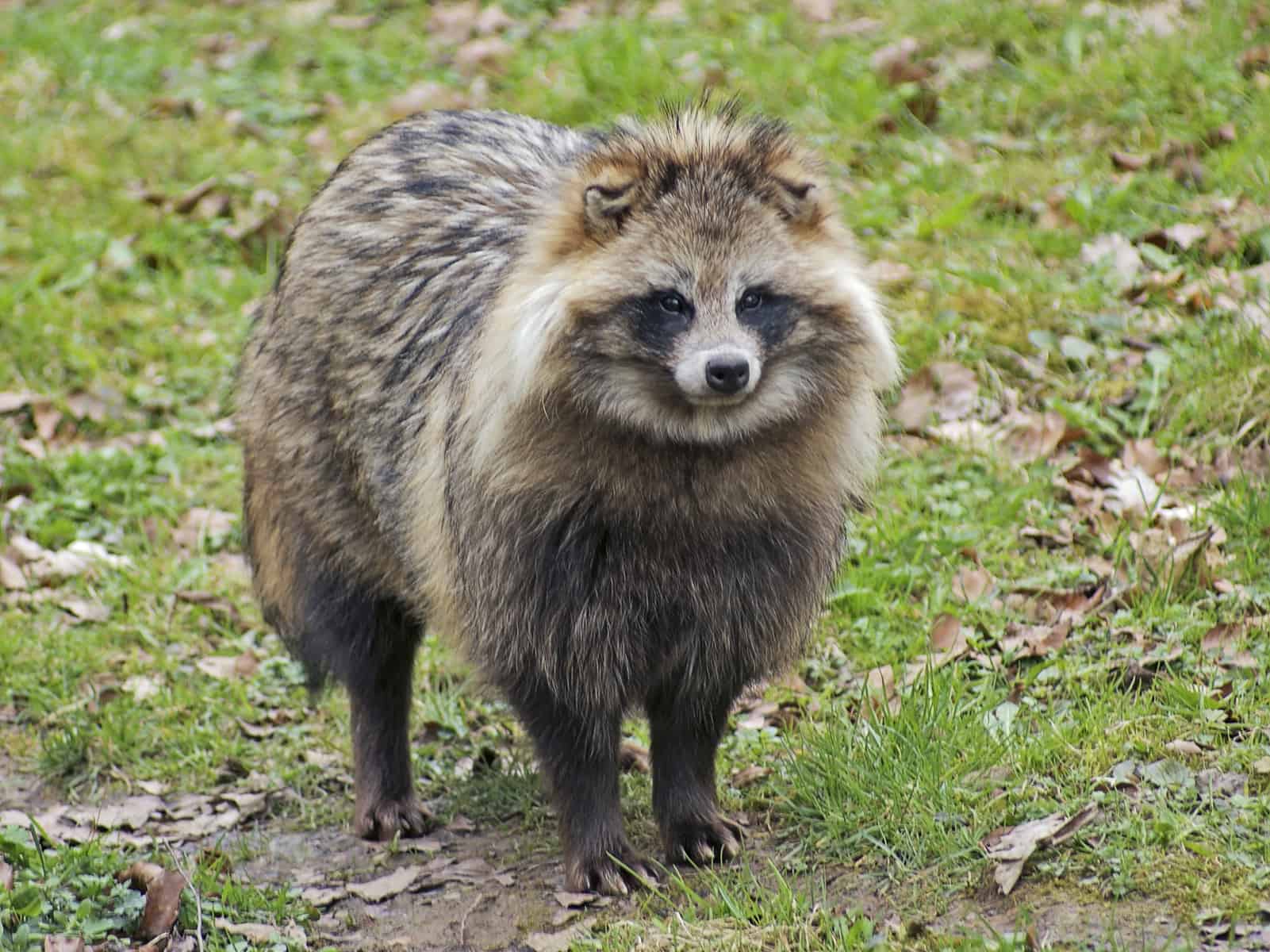 Cane procione in un ambiente naturale