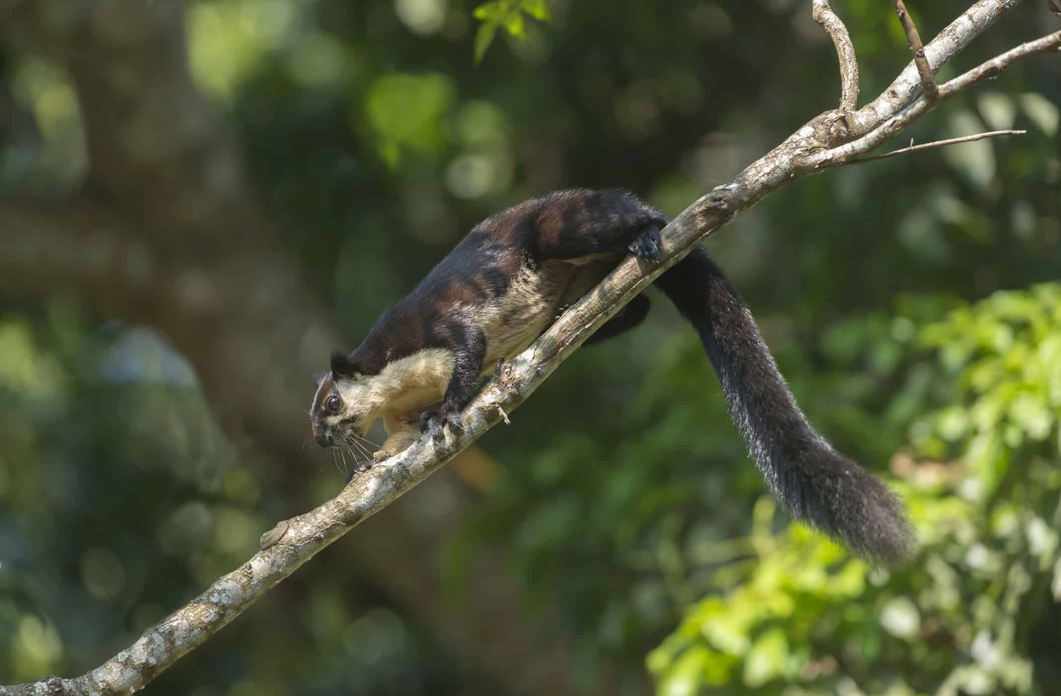 Lo scoiattolo gigante nero o lo scoiattolo gigante malese, Ratufa bicolore, Assam, India