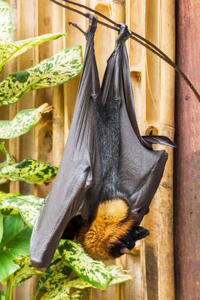 La gigantesca volpe volante dalla corona dorata, conosciuta anche come pipistrello della frutta dal cappuccio dorato, è un raro megabat e uno dei pipistrelli più grandi del mondo