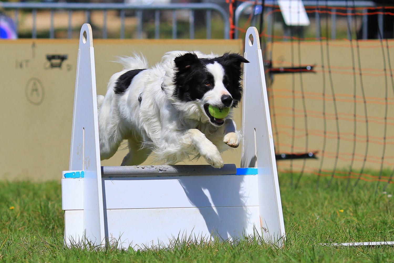 Border Collie con palla da mosca