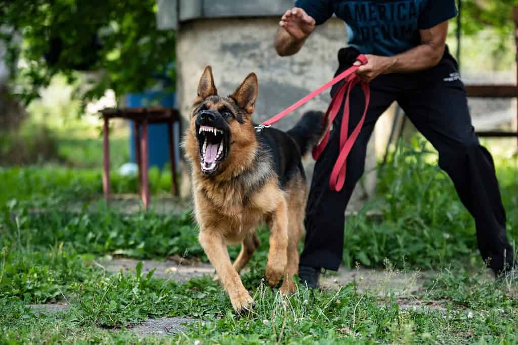 Cane da pastore tedesco che fa lavoro di protezione.  Cane aggressivo.  Cane che abbaia