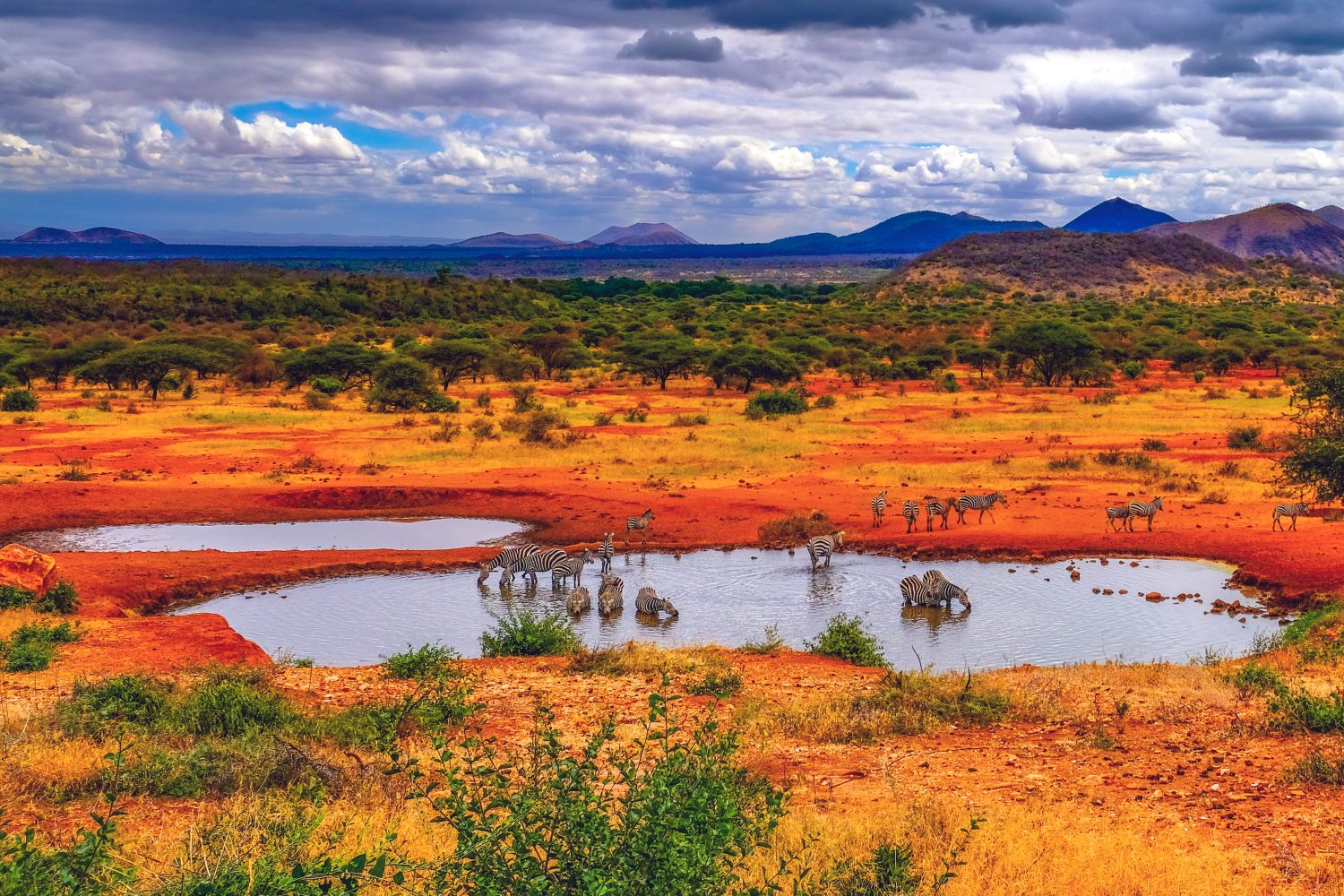 Zebre che bevono nell'abbeveratoio, paesaggio vulcanico del Parco nazionale di Tsavo ovest