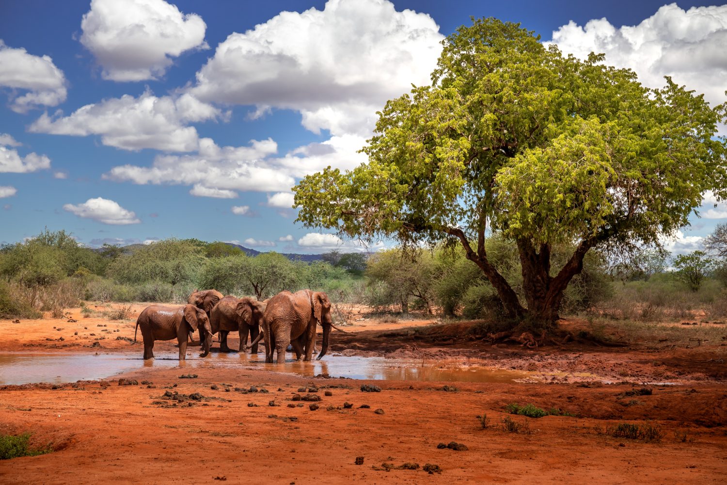 Famiglia di elefanti in uno splendido paesaggio dell'Africa, Kenya.  Qui nel Parco Nazionale Tsavo.  Una mandria con molti animali alla pozza d'acqua.  Safari, safari nella savana