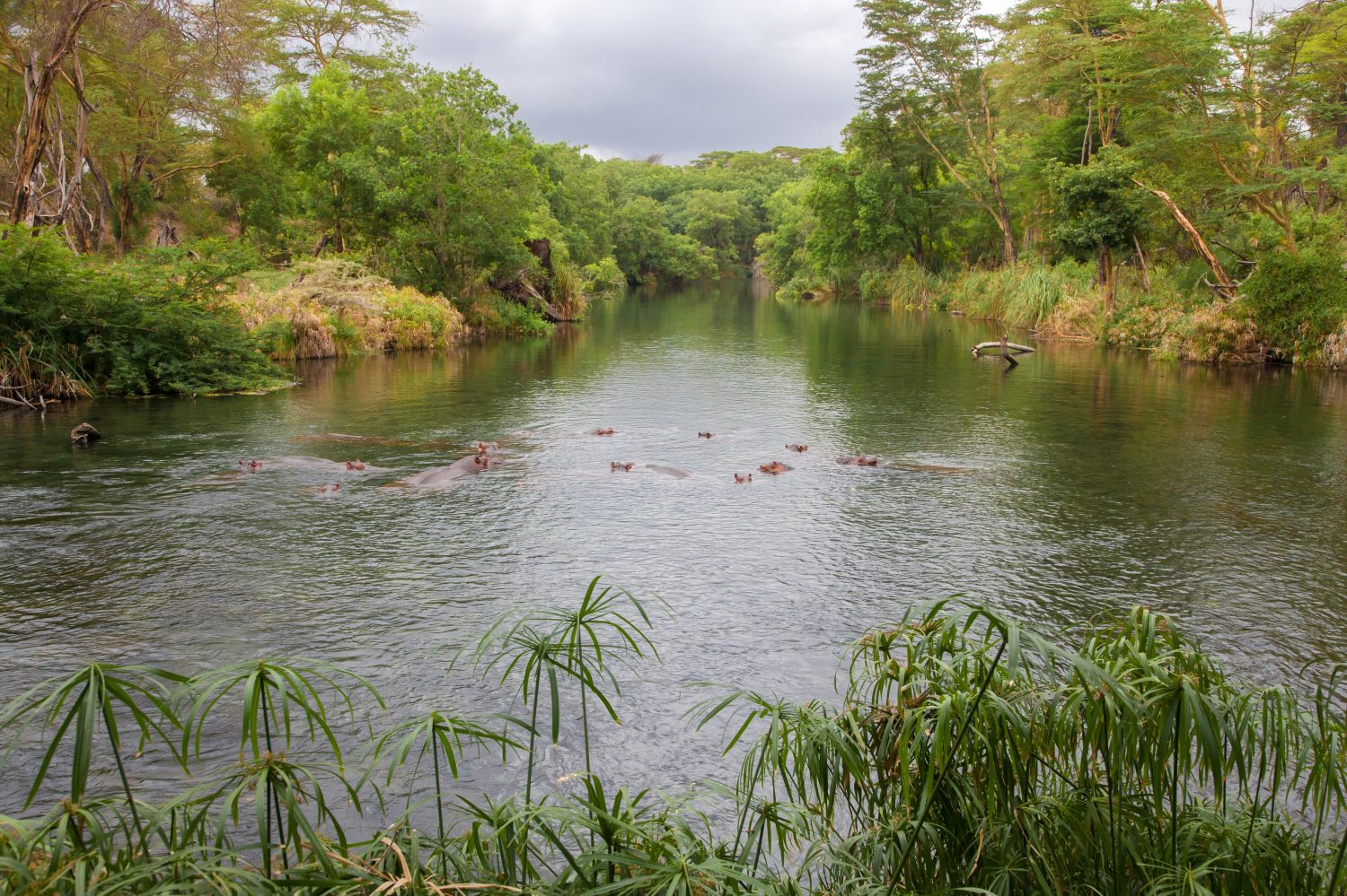 Ippopotami nelle Mzima Springs in Kenya