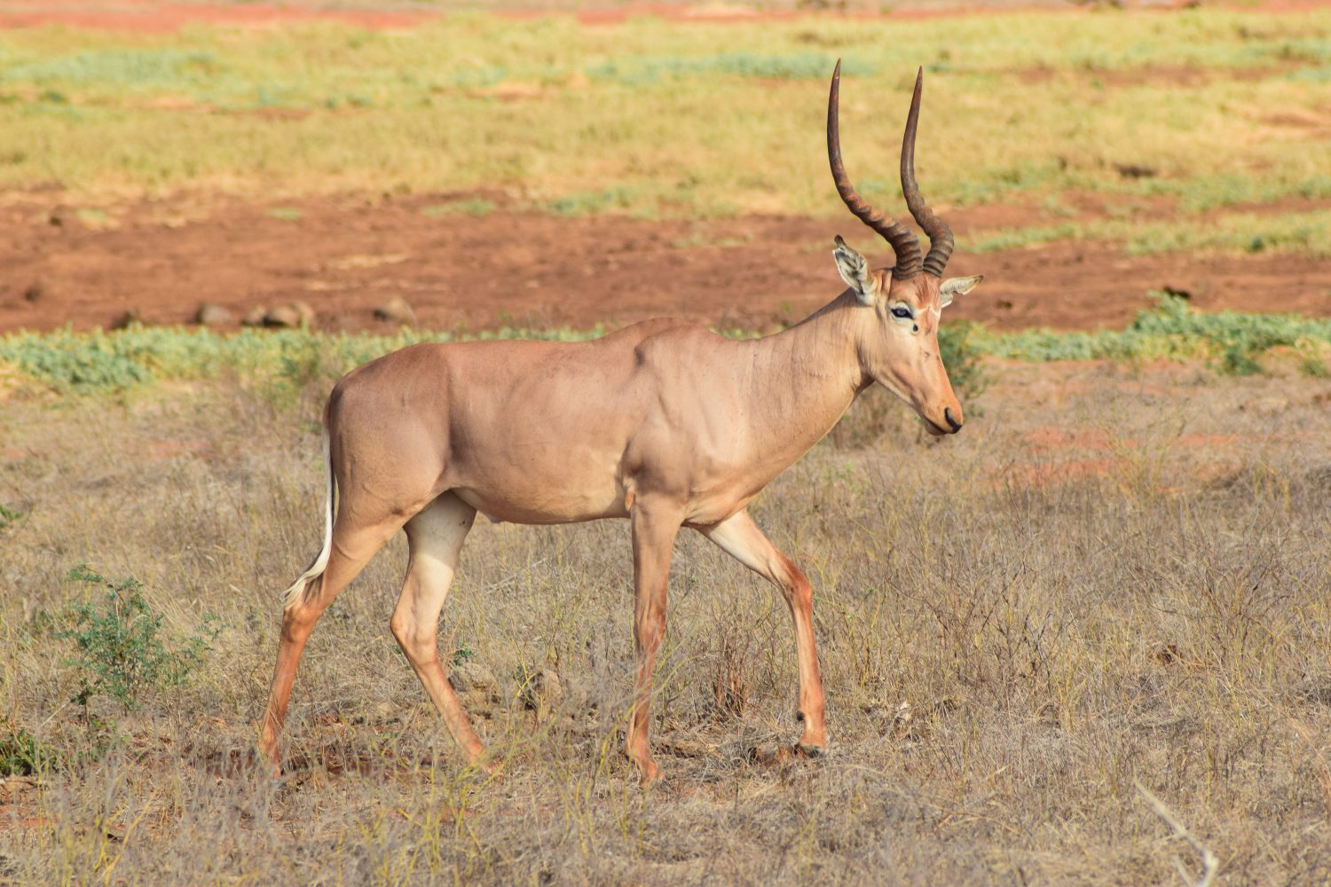 Vista laterale di una rara antilope hirola (Hunter's hartbeest) che cammina attraverso le pianure rosse e secche della savana del Parco nazionale orientale di Tsavo, Kenya, Africa.