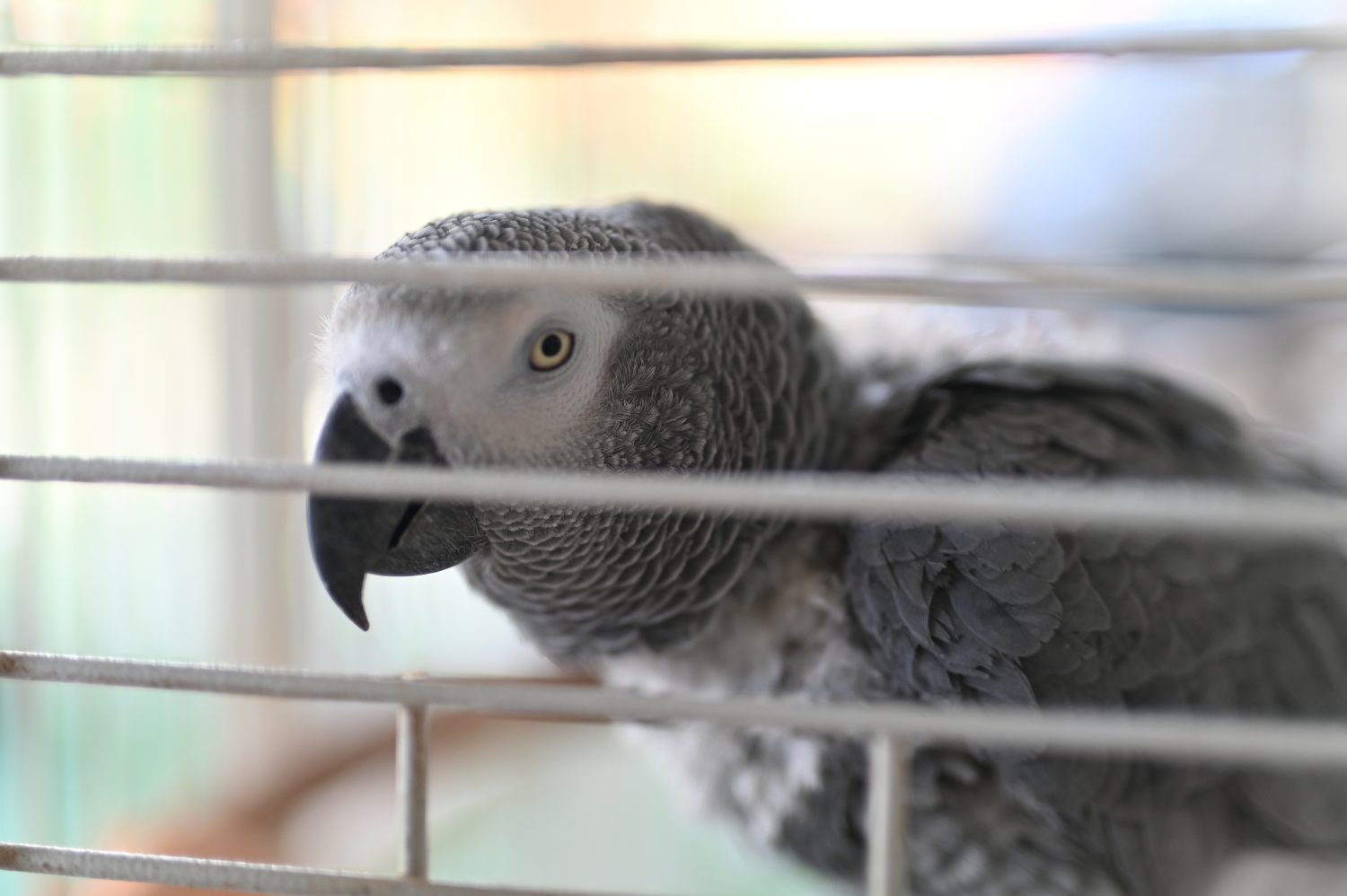 Shoko, noto anche come pappagallo grigio del Congo, pappagallo grigio africano del Congo o pappagallo grigio africano, è un pappagallo del Vecchio Mondo della famiglia Psittacosi.