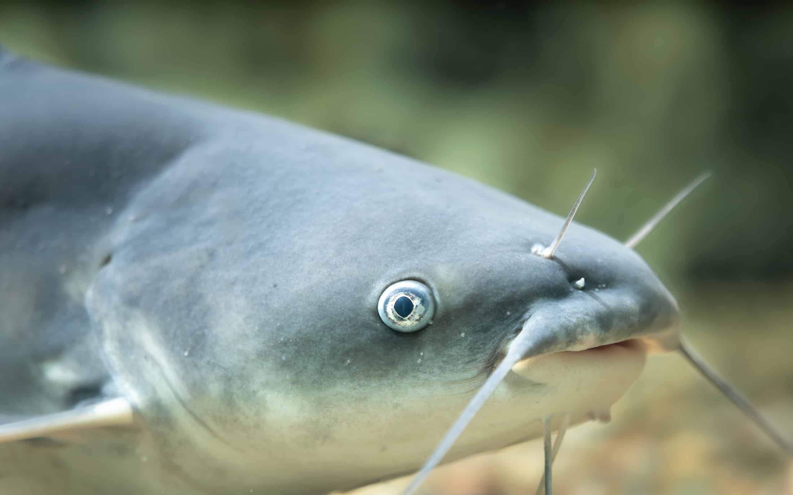 Pesce gatto azzurro (Ictalurus furcatus)