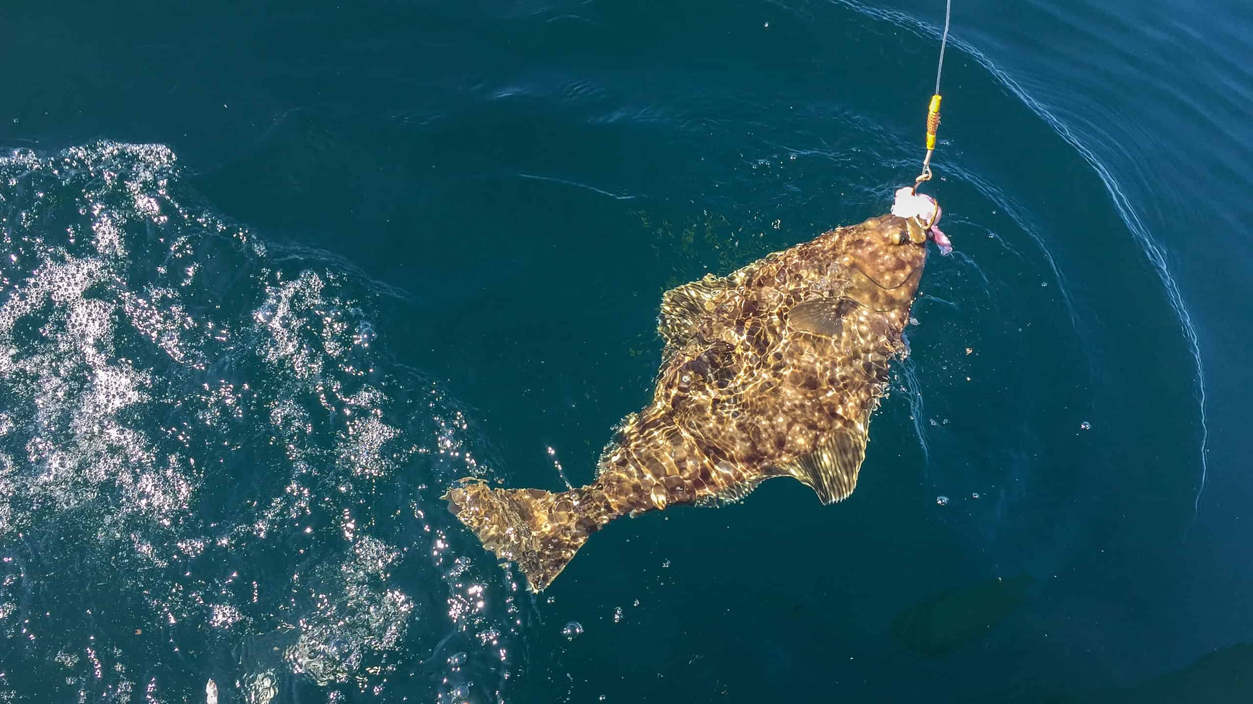 Halibut catturato da una lenza