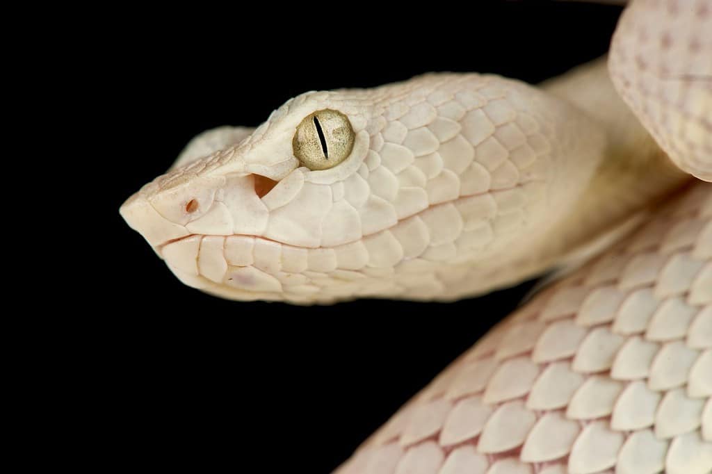 Vipera di McGregor (Trimeresurus mcgregori)