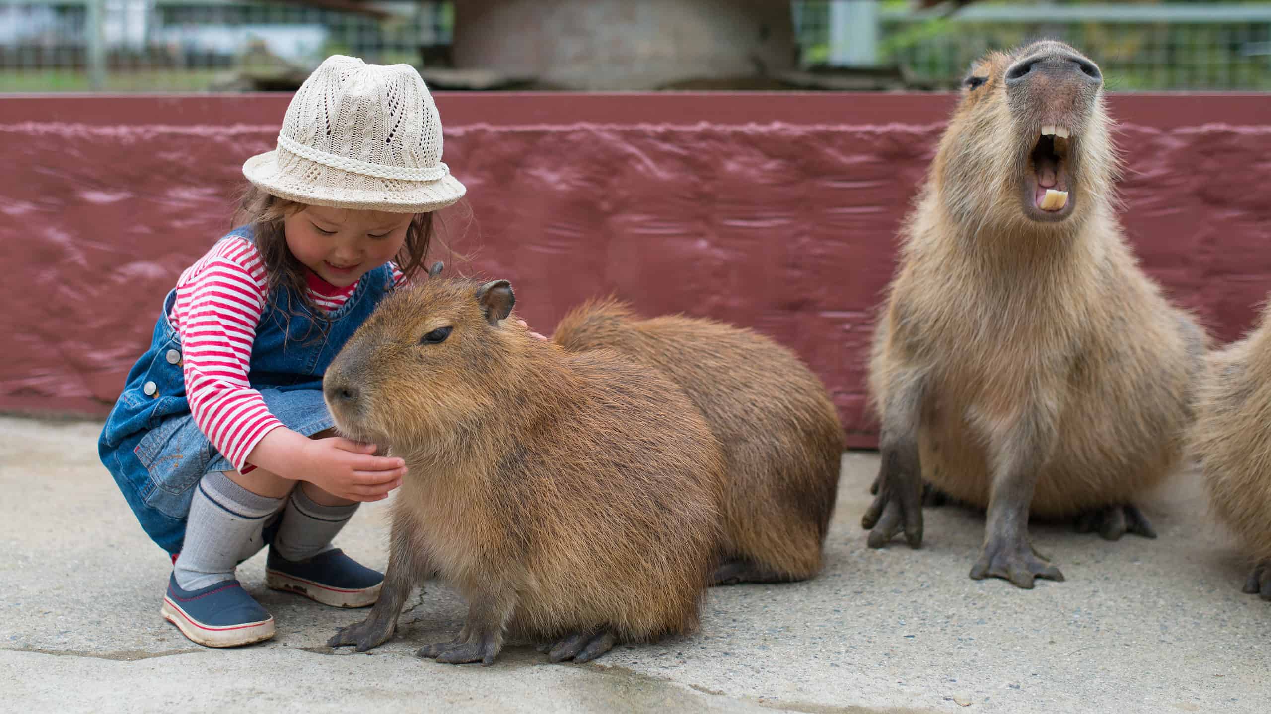 Capibara