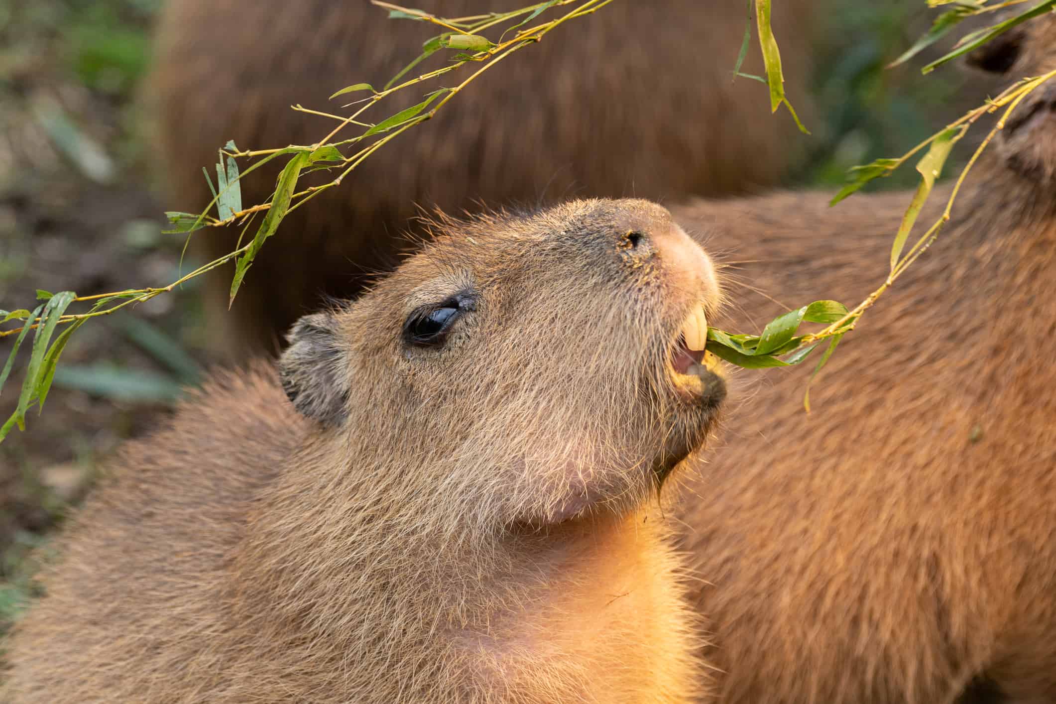 Baby capibara che mangia le piante