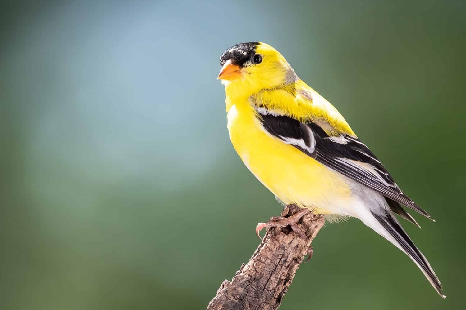 Cardellino americano appollaiato sui rami degli alberi