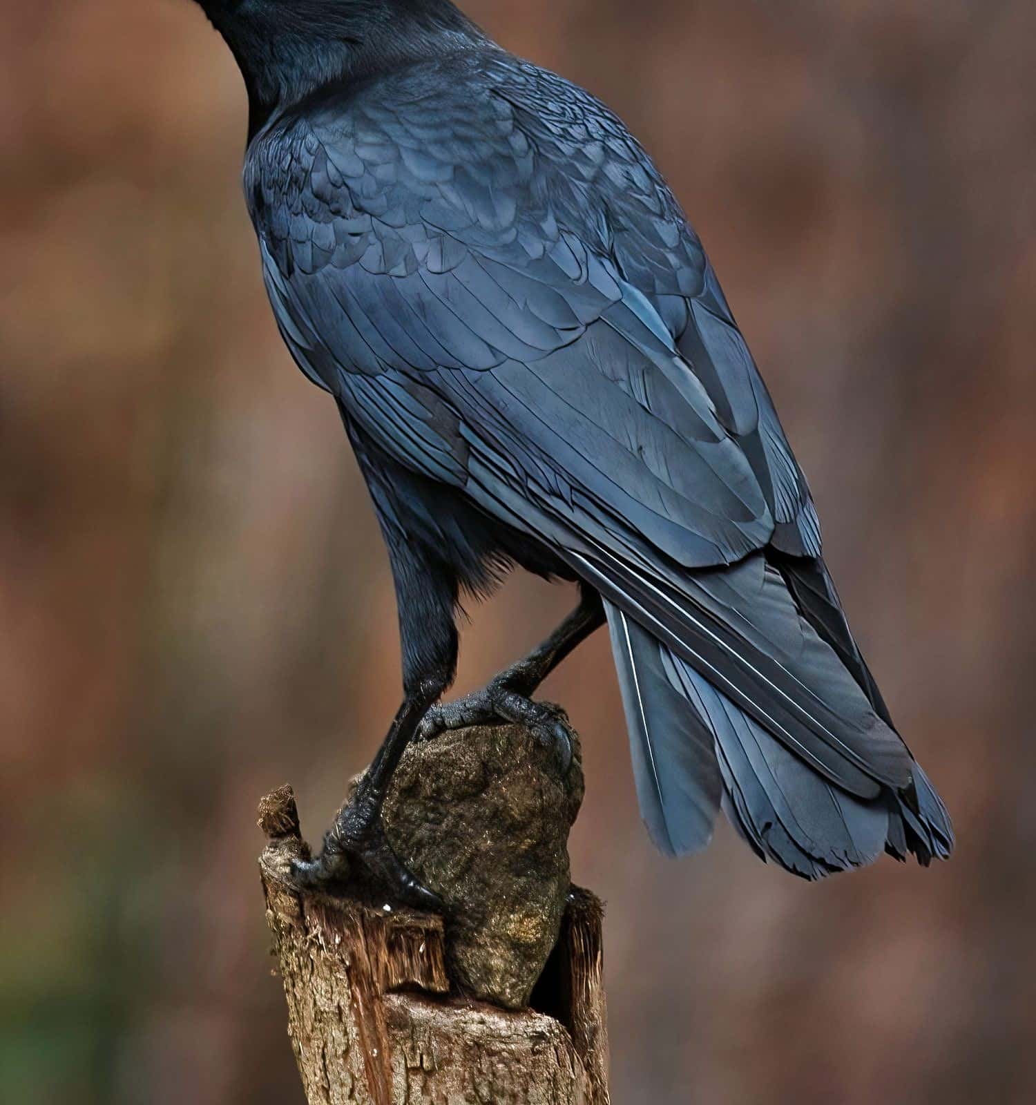 Corvo americano in piedi su un palo.